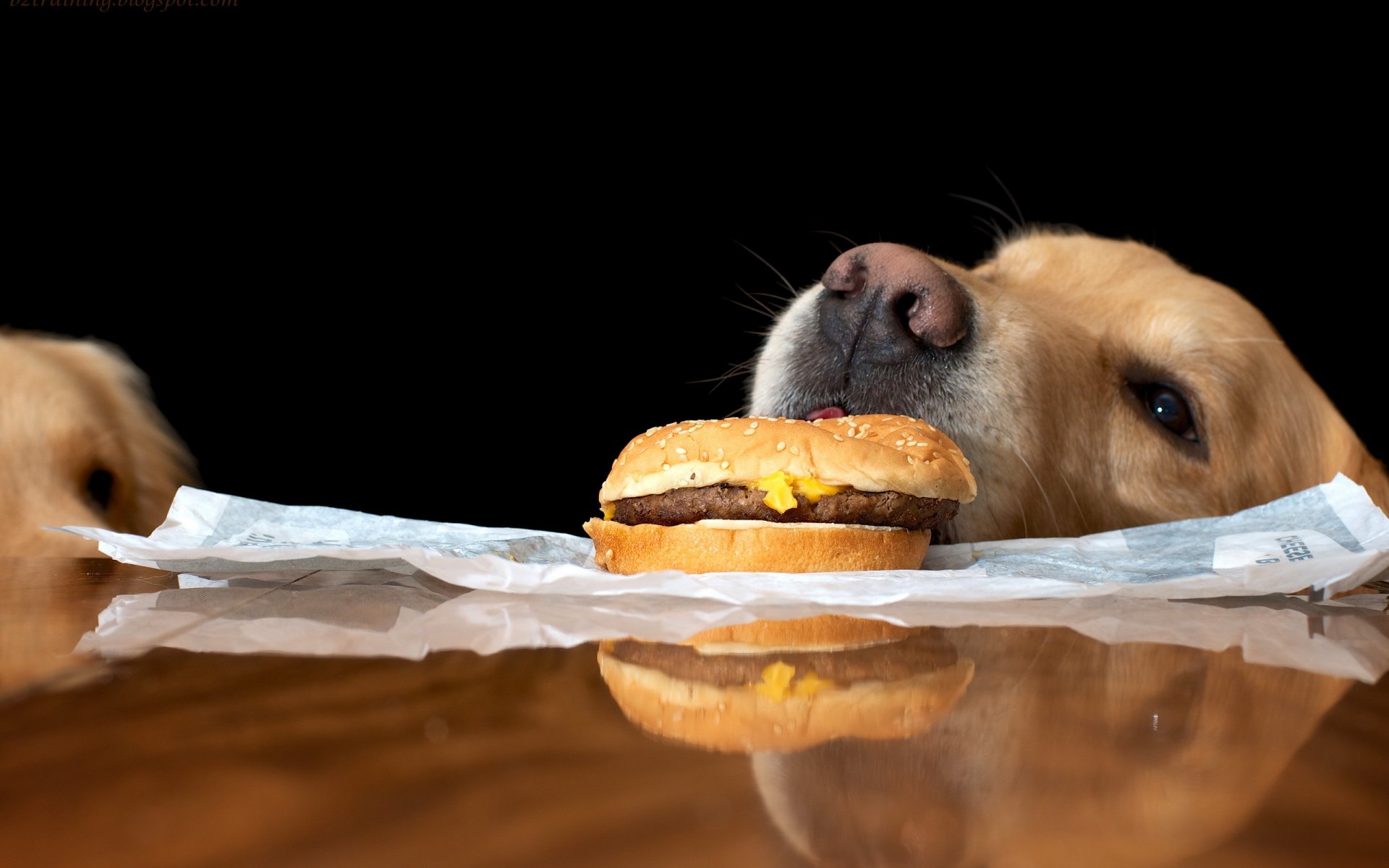 cane cibo situazione