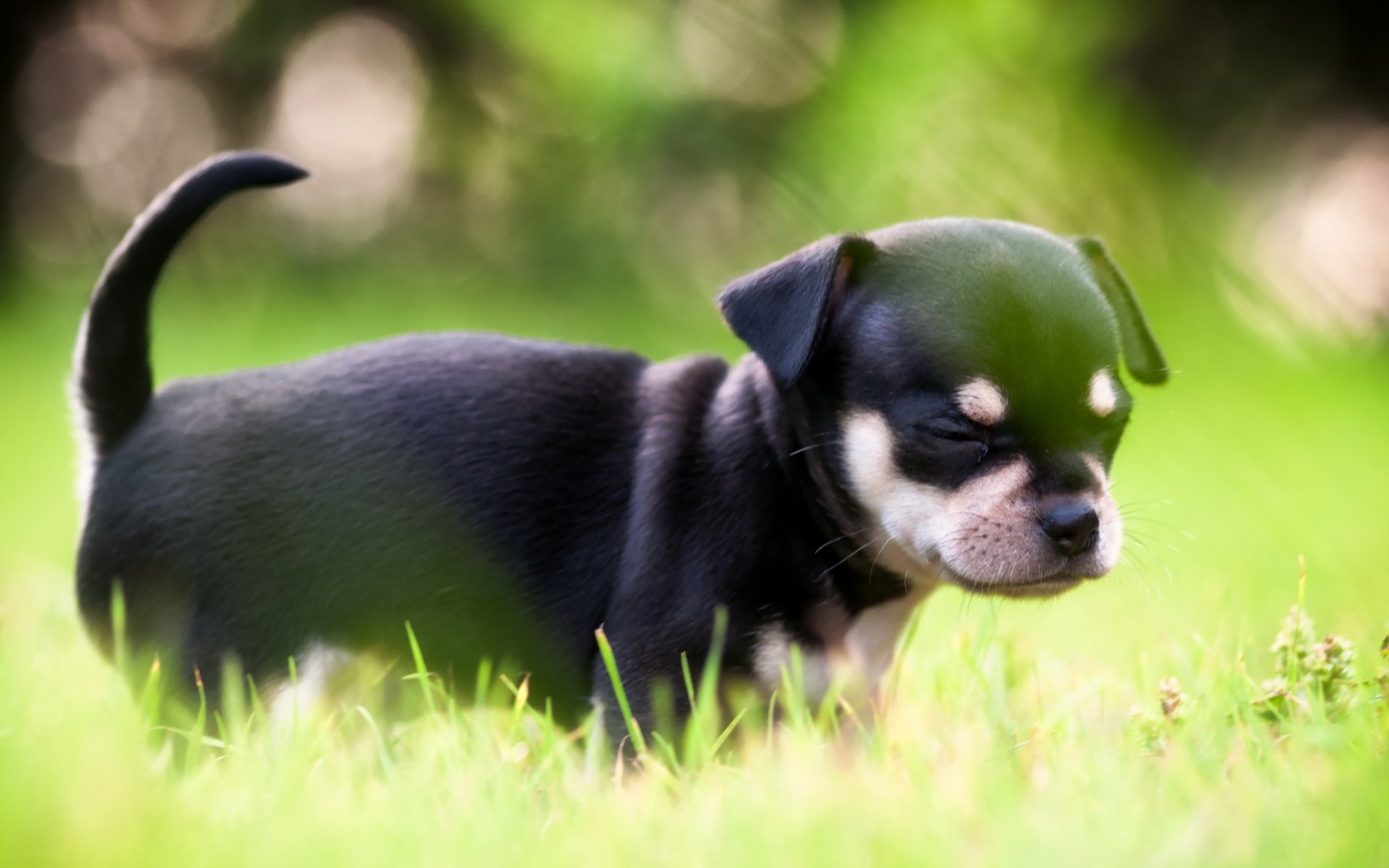 chien chiot de la lumière