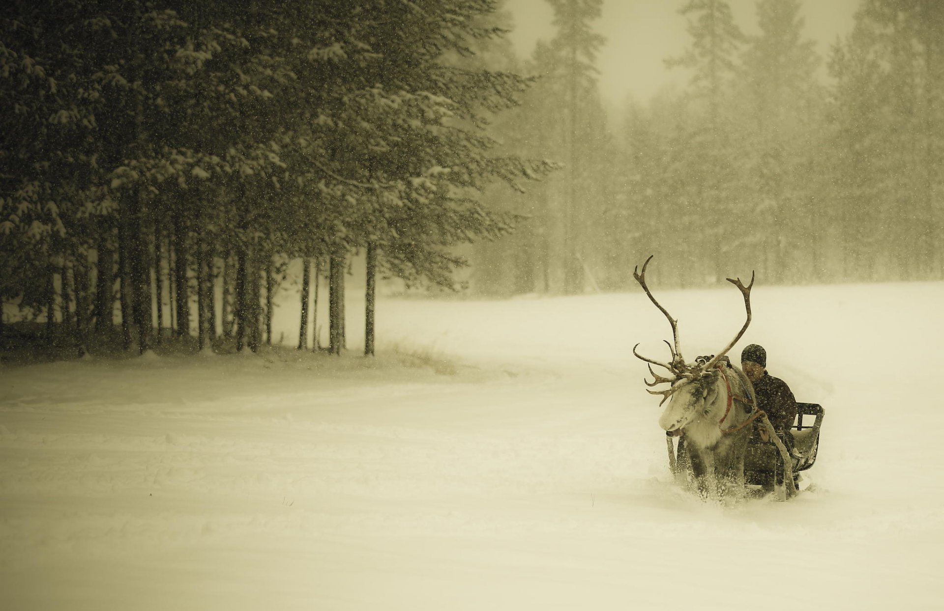 winter snow snowfall forest guy sleigh deer finland