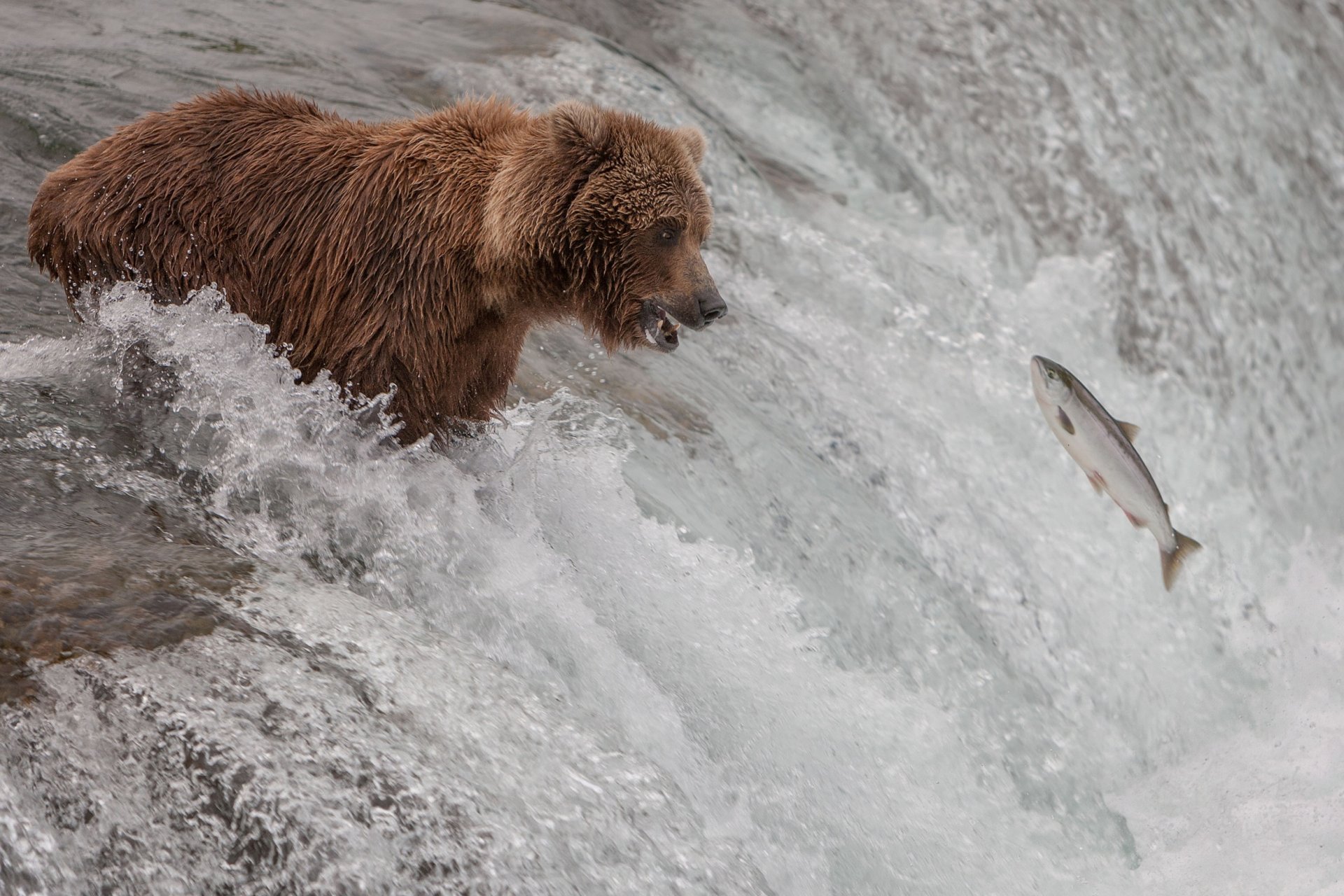 oso pescado corriente río