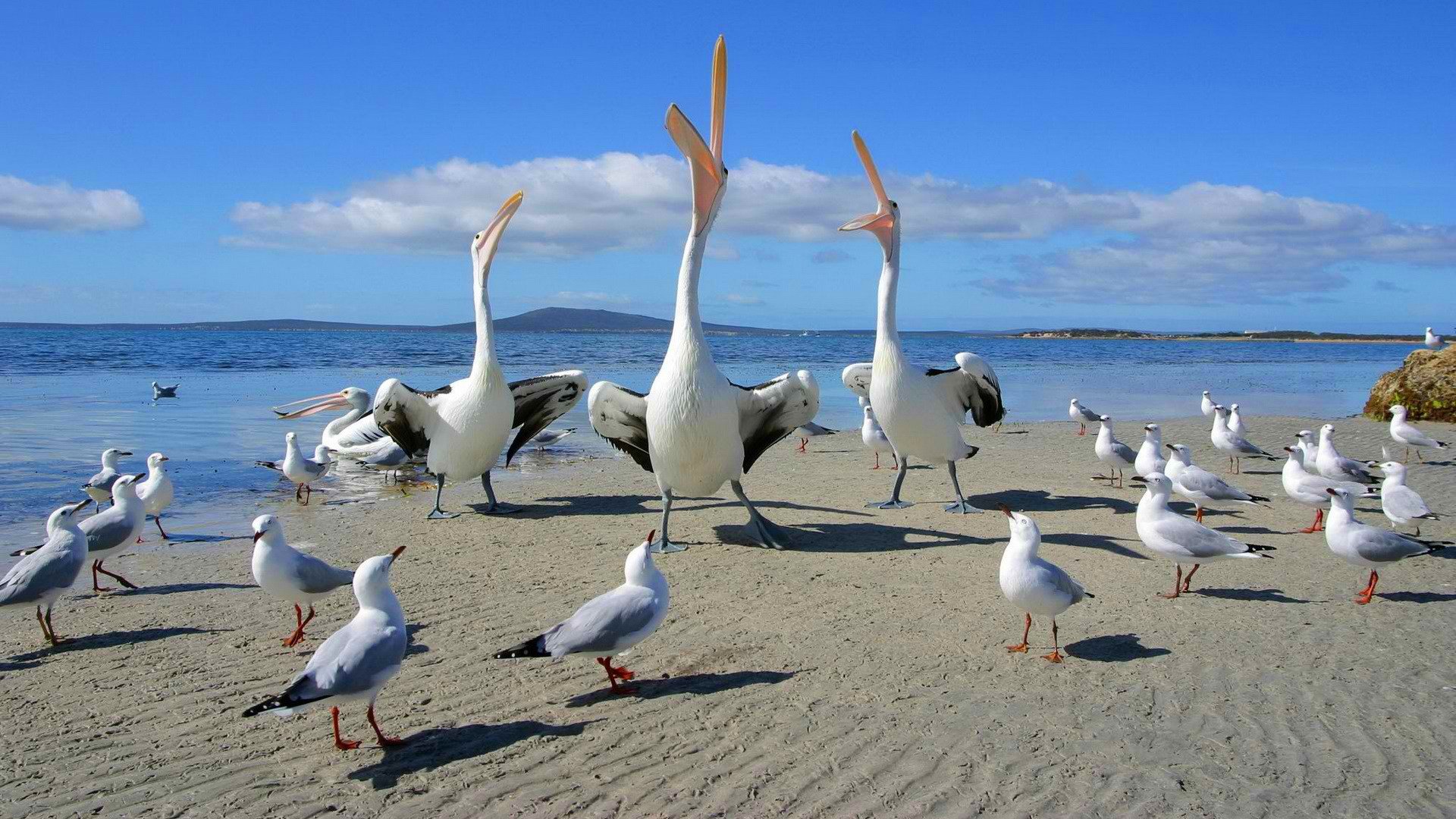 birds seagull pelican dispute sky sea dance beak song mountain horizon beach sand