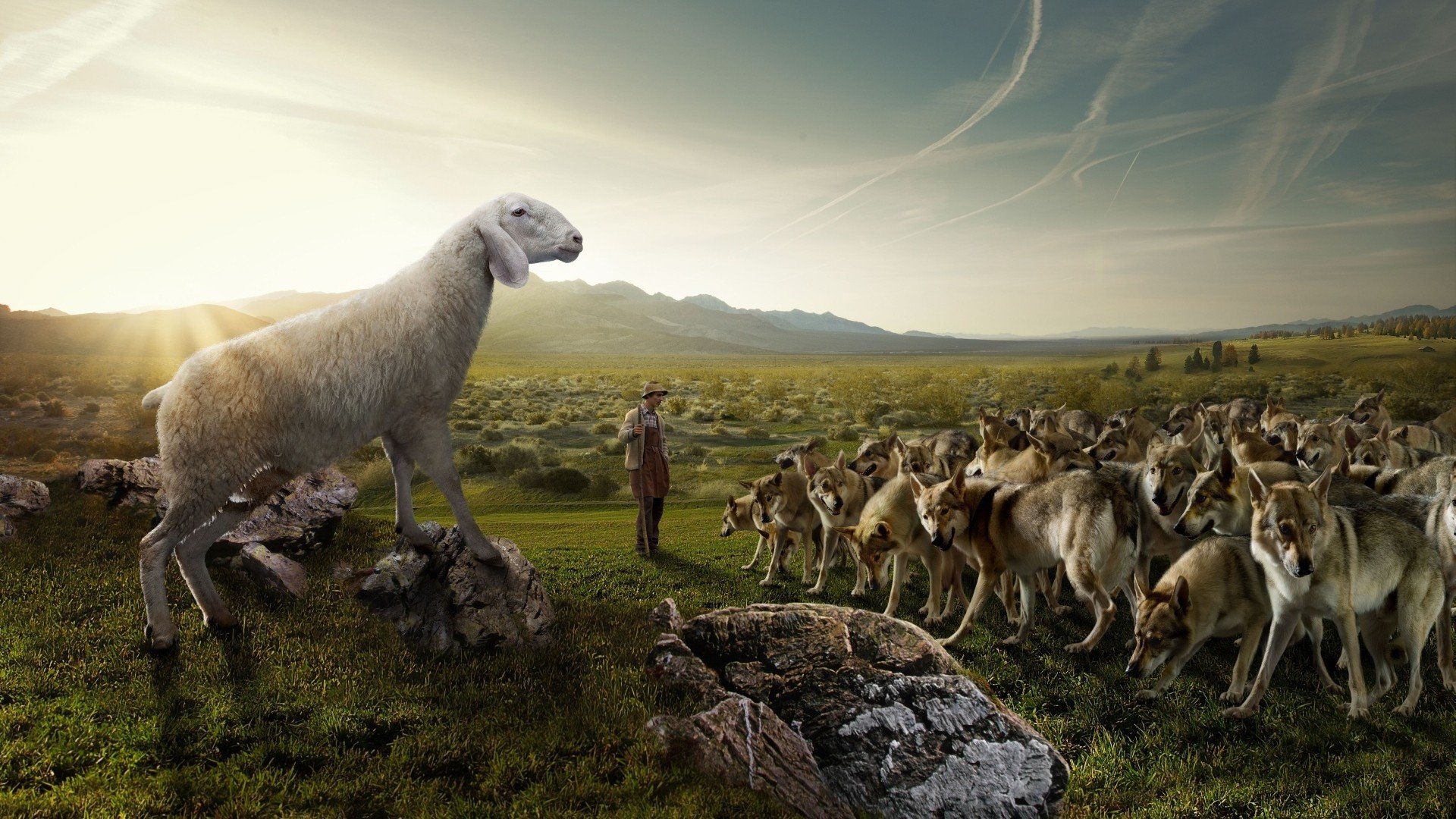 wolves article sheep shepherd nature the field sky stones humor