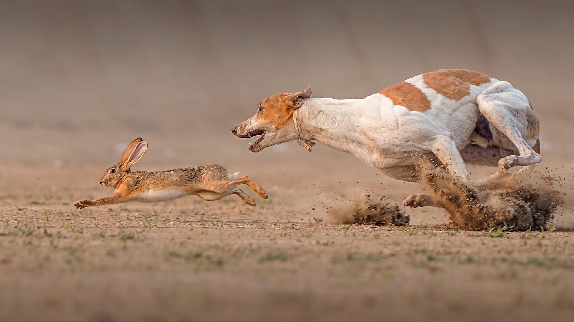 tödliches rennen hase hund