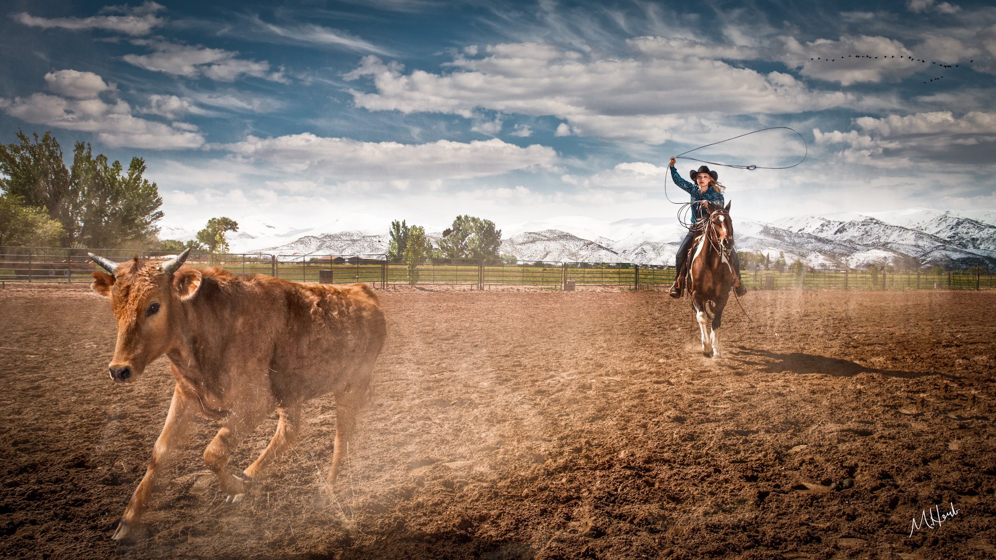 cowgirl câbles de bétail ferme rodéo