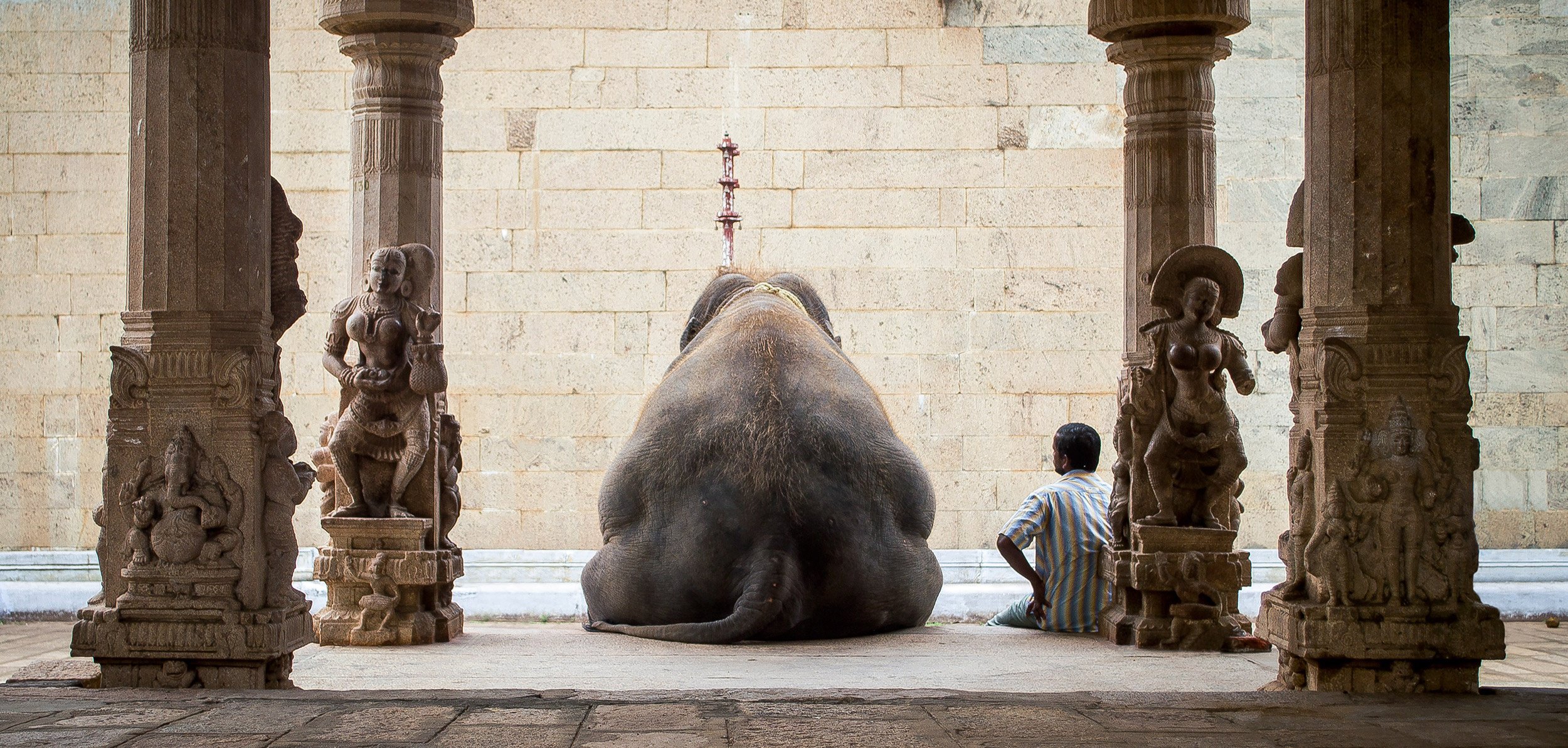 elefant mann freizeit indien