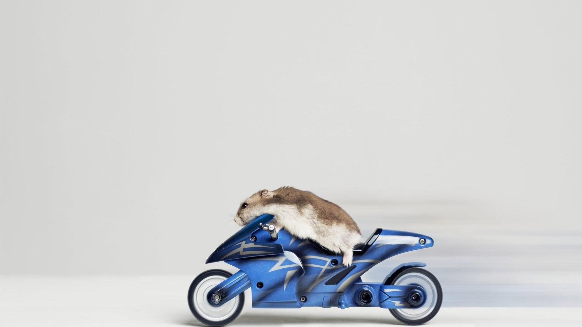 tier hamster biker motorrad geschwindigkeit