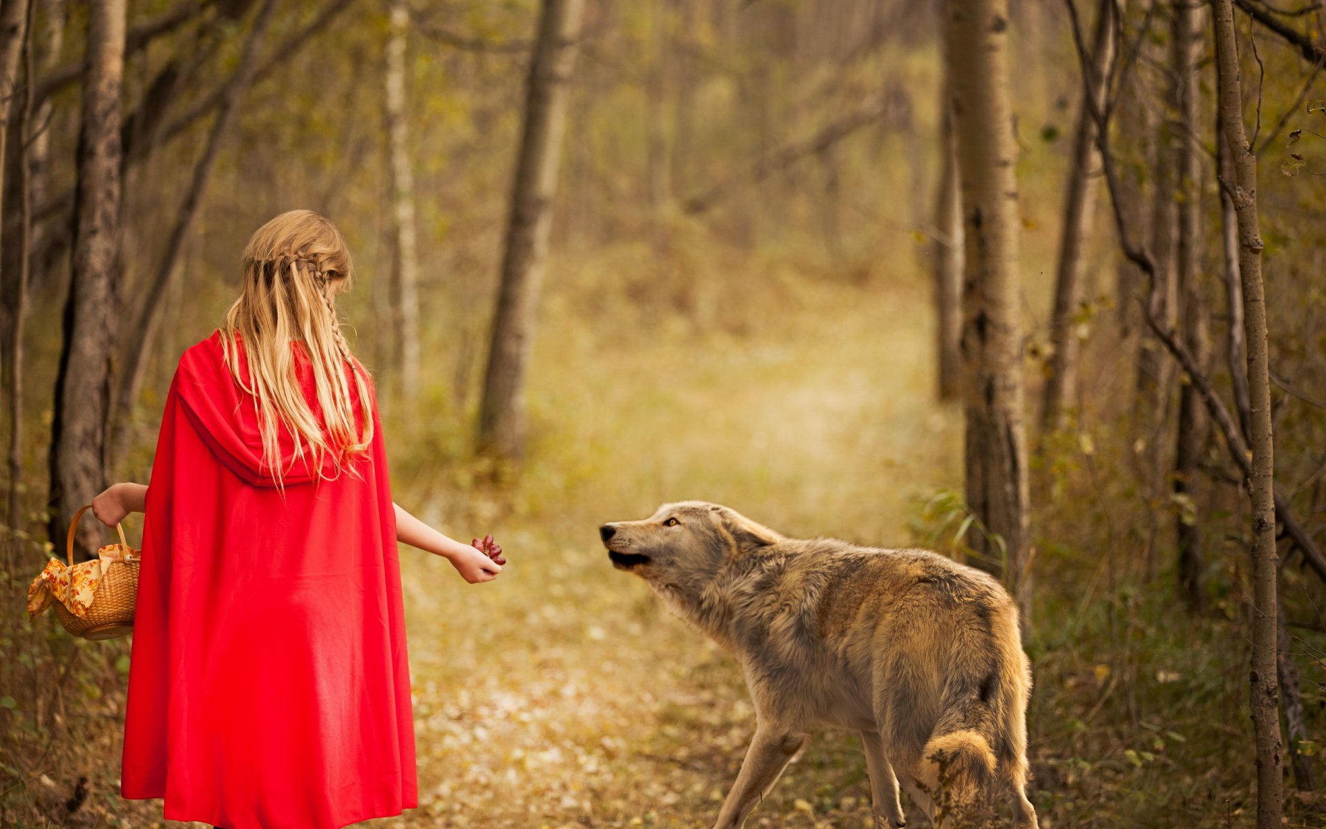 lupo rosso e ragazza foresta lupo