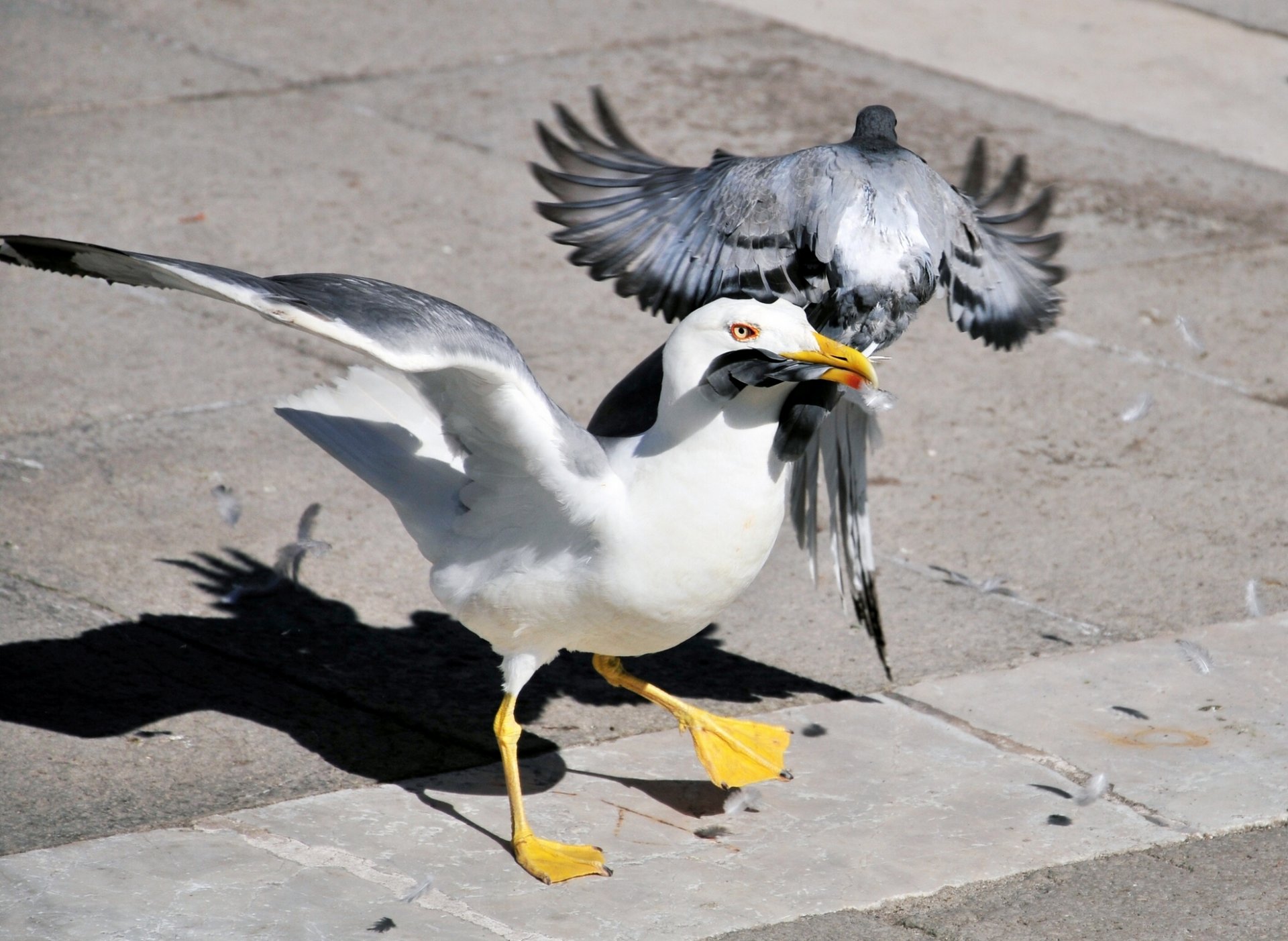 möwe taube situation vögel