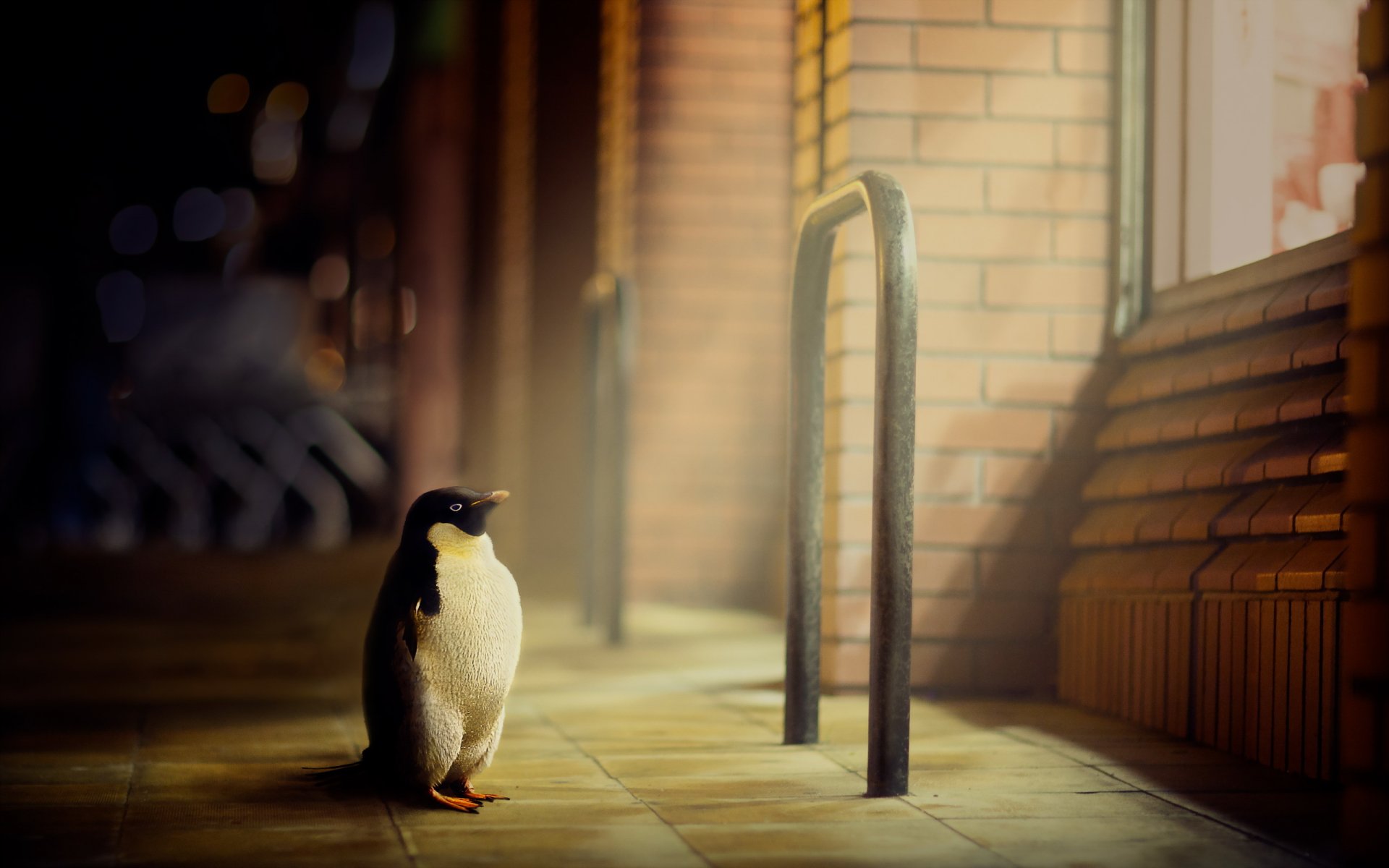 town street penguin