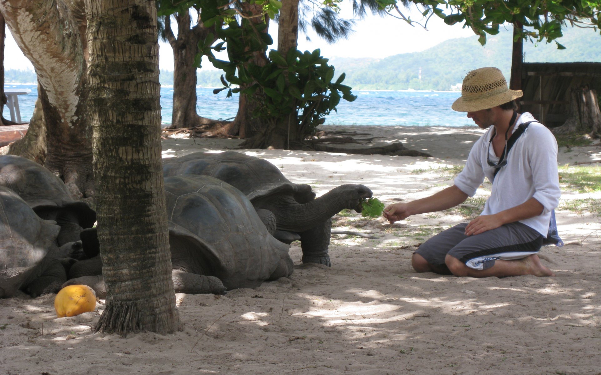 tortugas hombre seychelles fotos