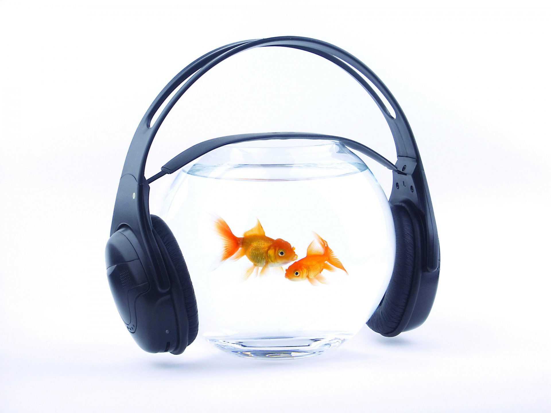 peces oro acuario agua auriculares música