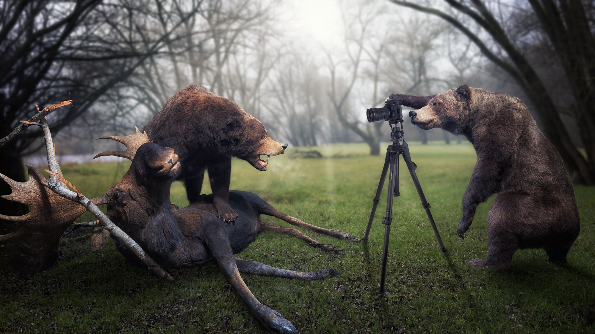 niedźwiedzie łoś trofeum fotograf