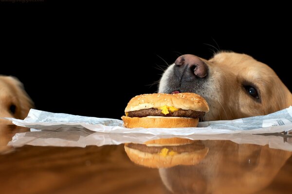 A dog sniffs a sandwich on the table