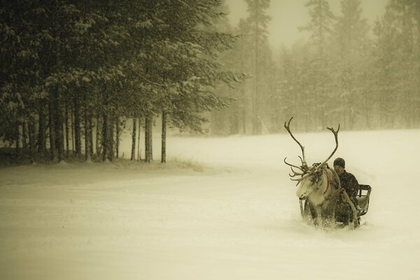 Un gars dans un chariot avec un cerf dans une forêt enneigée