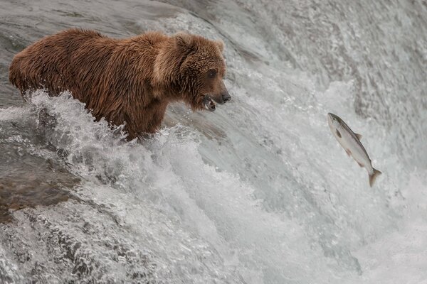 Brown bear fishing in the river