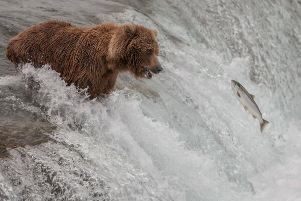 Ours brun pêche dans la rivière