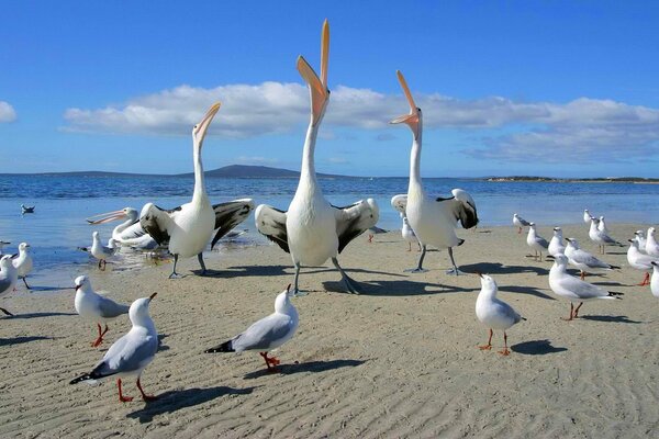 Danza de pelícanos y gaviotas en la playa de arena