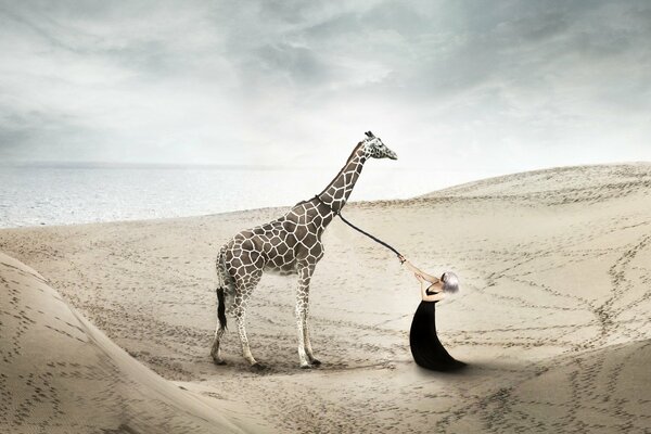 A girl with a giraffe on the background of sand dunes