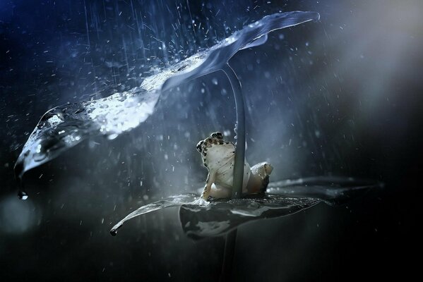 Beautiful photo of a frog in the rain