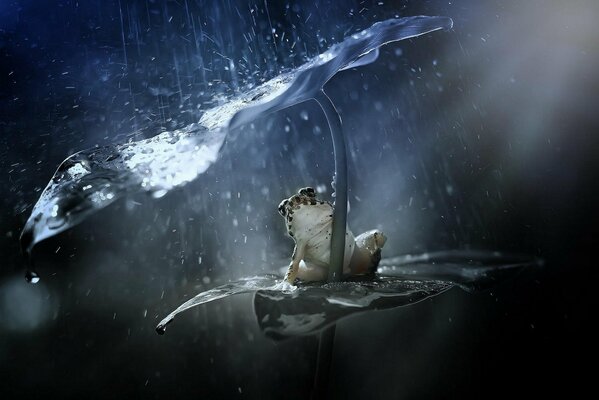 Hermosa foto de una rana bajo la lluvia