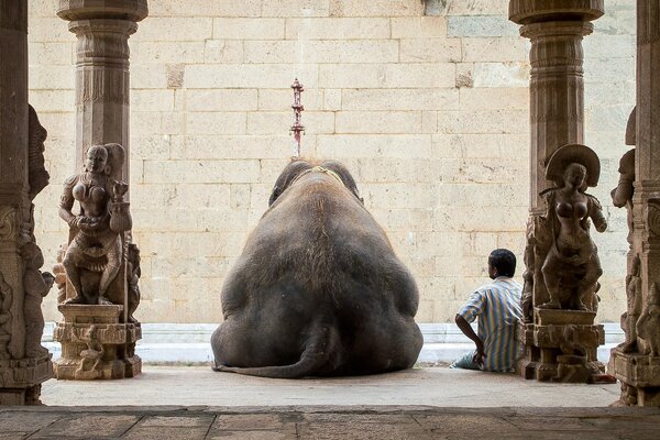 Indischer Elefant und Mann ruhen sich aus