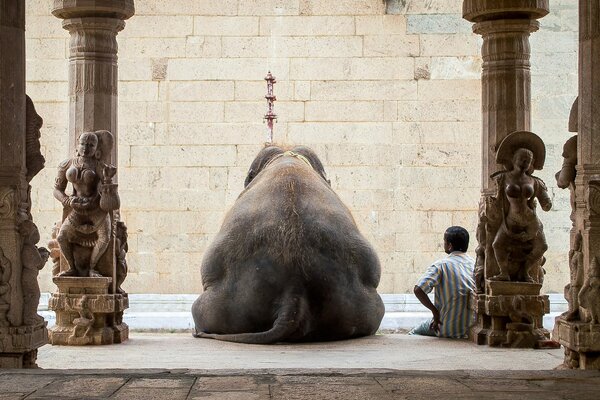 Indian elephant and man relax