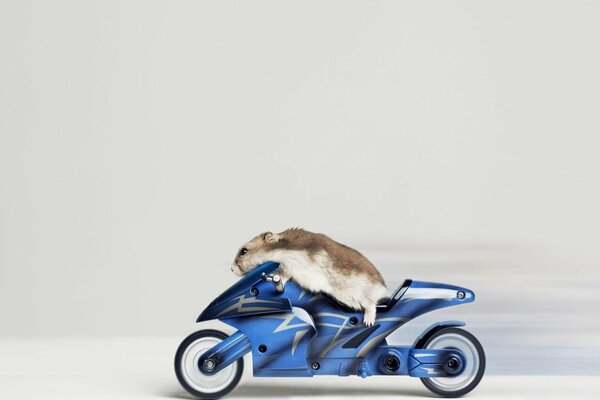 Ein Hamster sitzt auf einem Motorrad