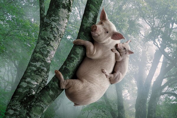 Ein Schweinchen mit einem kleinen Schwein kletterte auf einen Baum