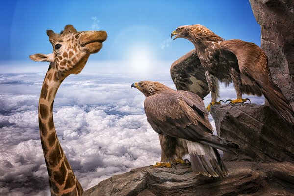 Fond mignon girafe avec les aigles