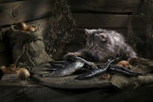 A gray fluffy cat touches a fish on the table with its paw