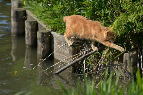 A red cat crossing the bridge