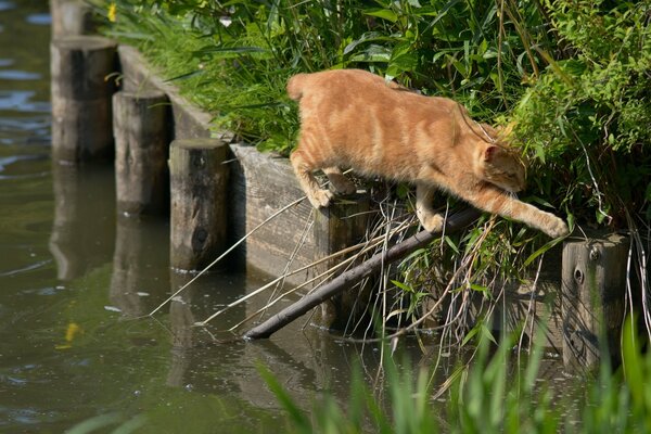 Рыжий кот переходящий по мостикк