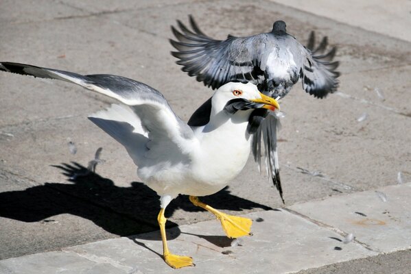 Una gaviota atrapó a una paloma por la cola