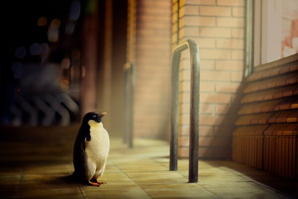 Smart Penguin in der Stadt auf der Straße