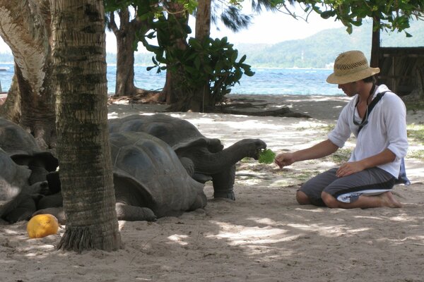 Человек кормит черепах на Сейшельских островах