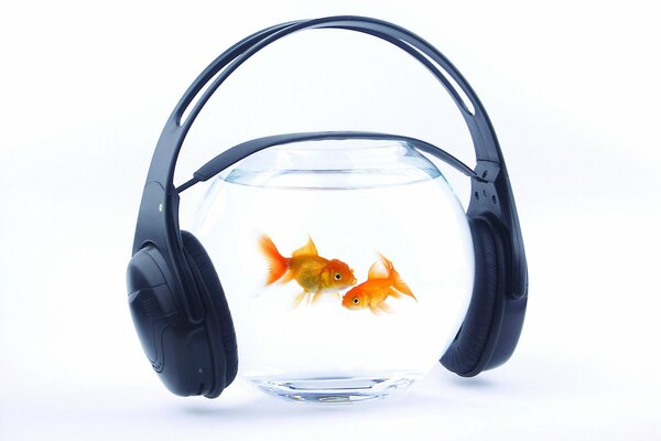 Рыбки плавают под ритм Музыка