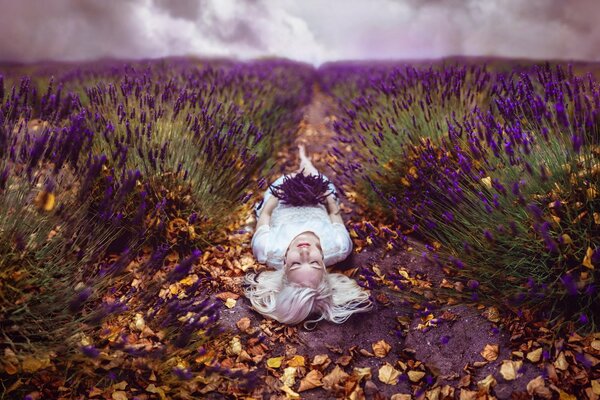 Campo de lavanda de otoño. Rubia de blanco yace en el Suelo entre las flores