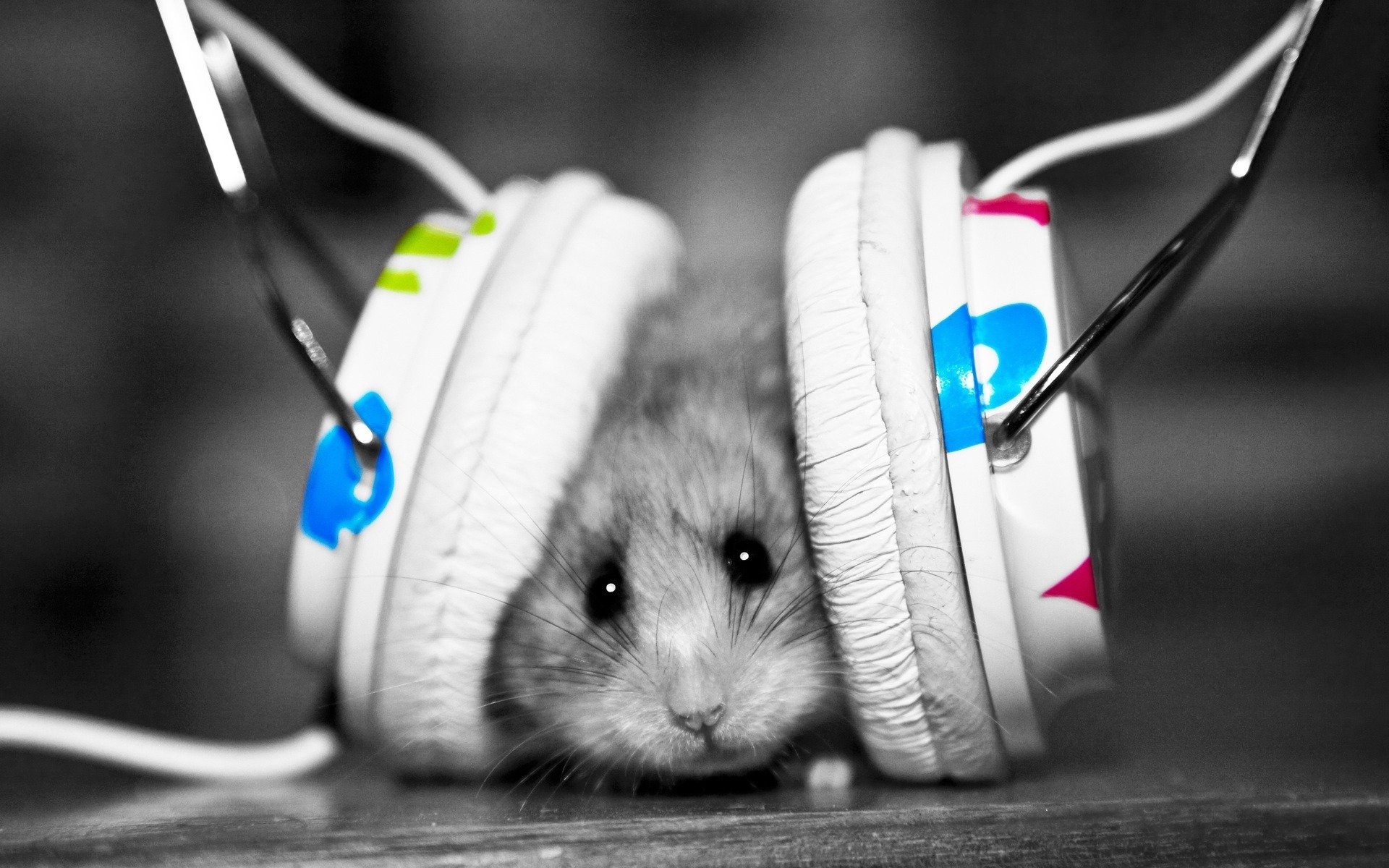 la souris le casque la musique