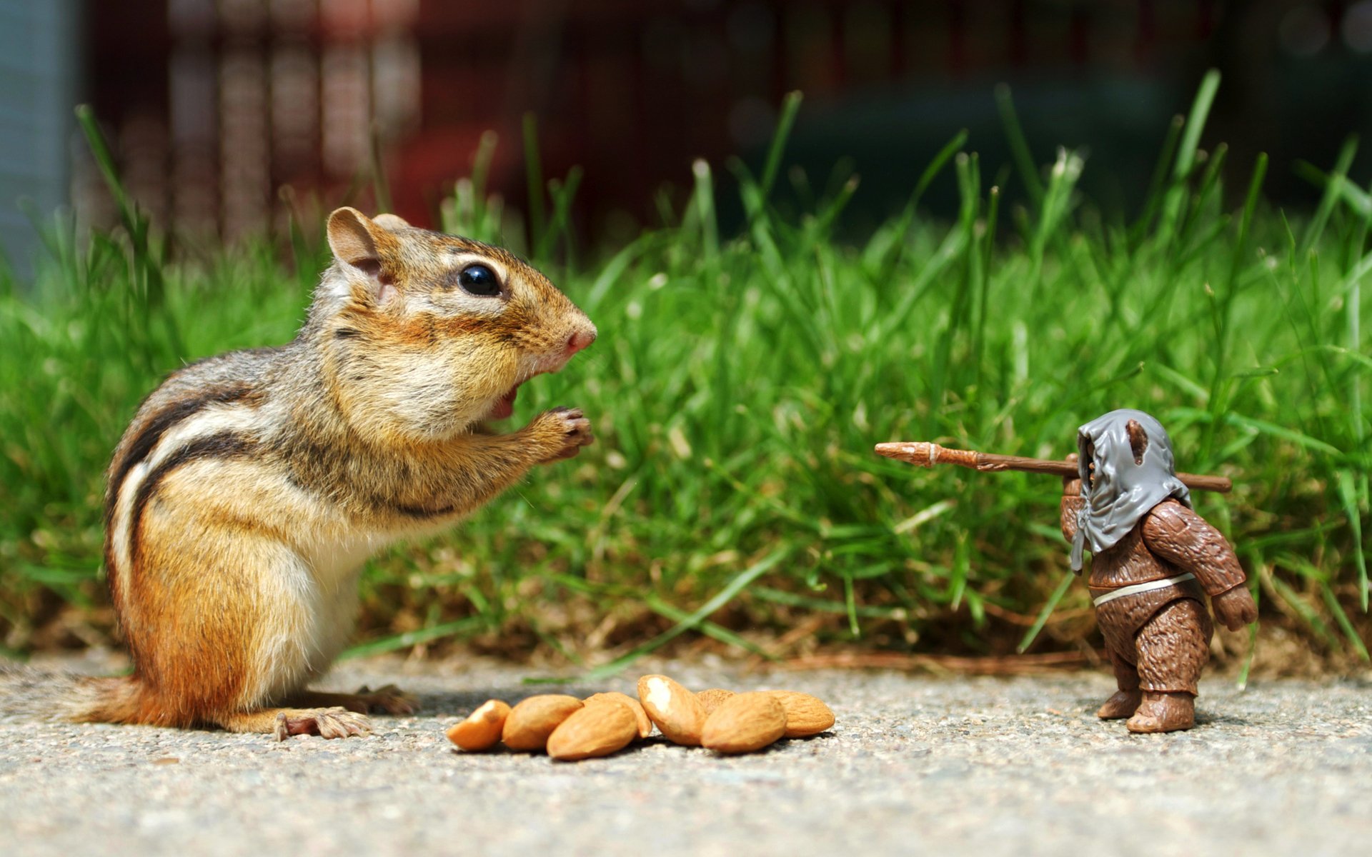 ardilla nueces guerrero situación