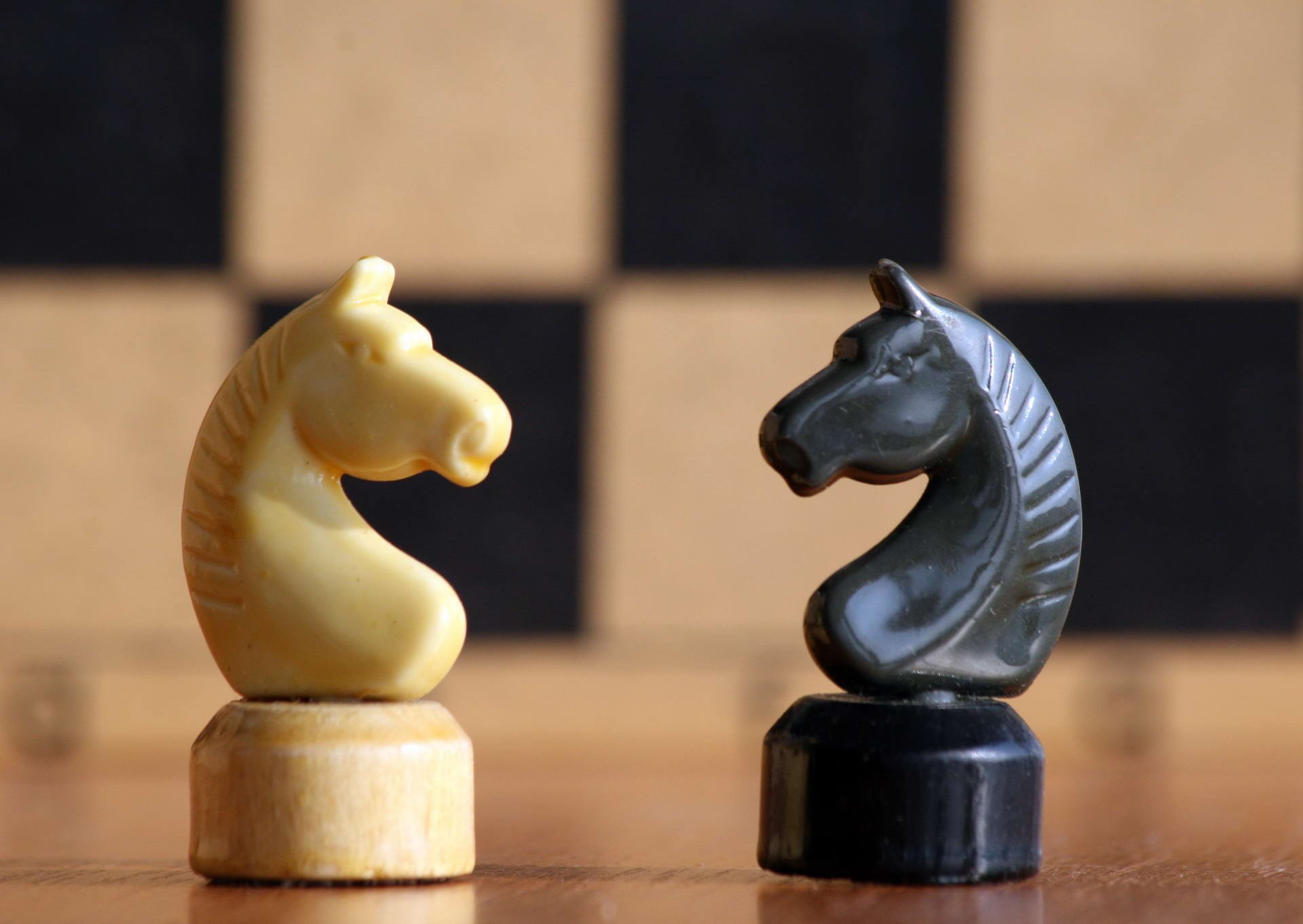 chess white figures horse