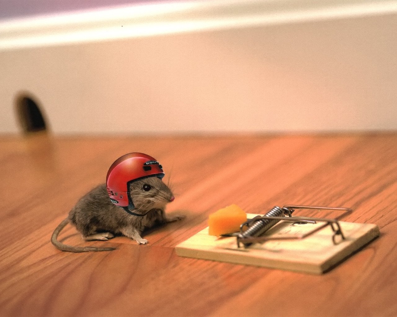 la situation la petite souris la souricière le fromage le casque le risque l humeur l aventure