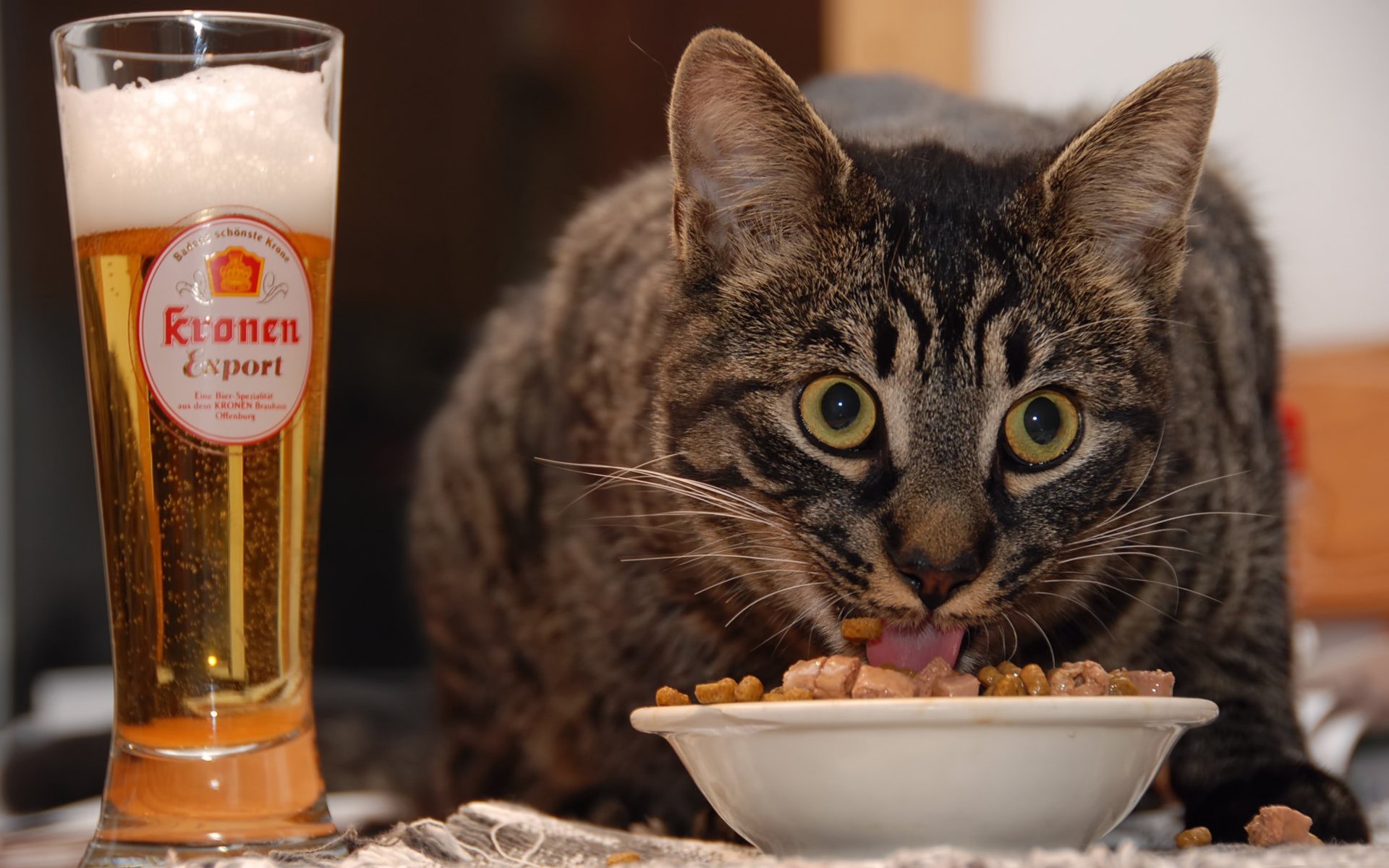 cerveza gato comida