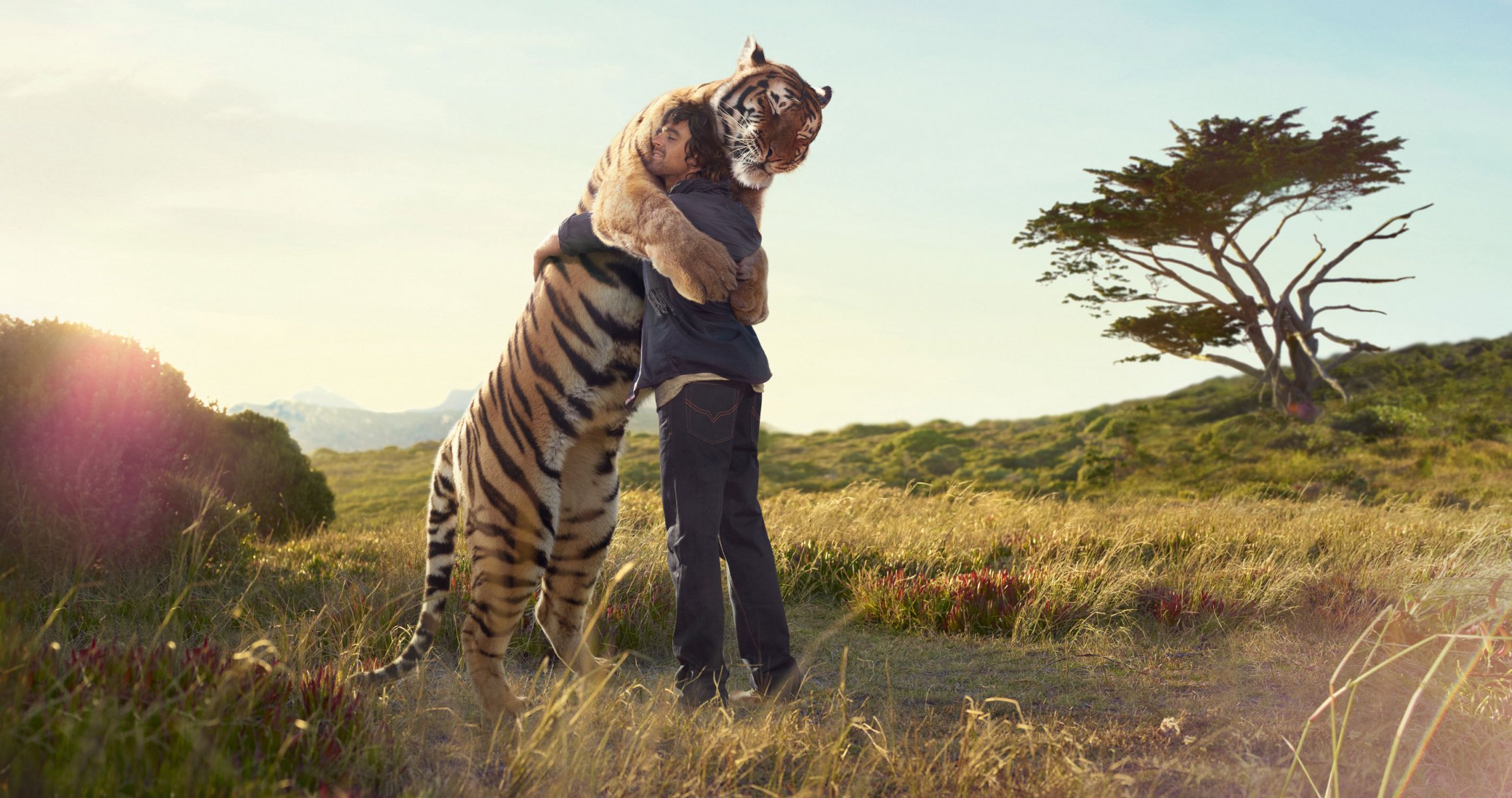 tiger man hug meeting prints tree the field