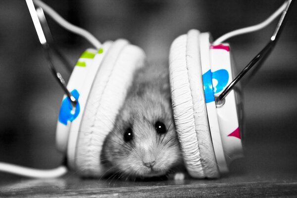 Mouse with headphones listening to music