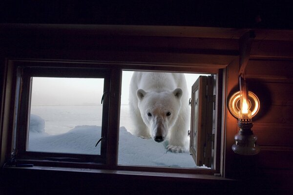 Głodny niedźwiedź patrzy przez okno
