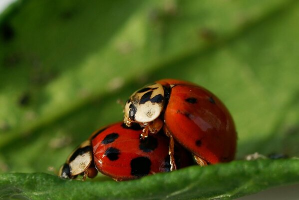 Fantasmes parmi les coccinelles