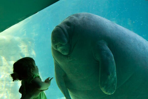 Un niño en el zoológico Mira a los manatíes