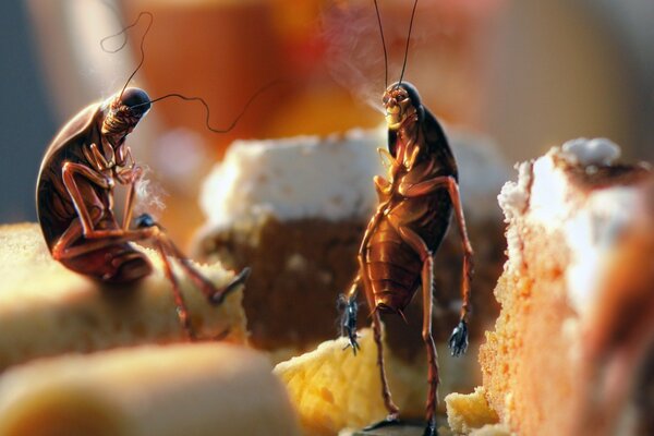 Cockroaches on delicious bread