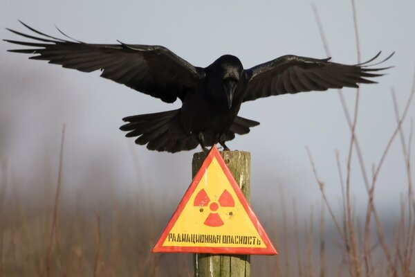 Raven s Lack of Generosity to the Chernobyl Plaque