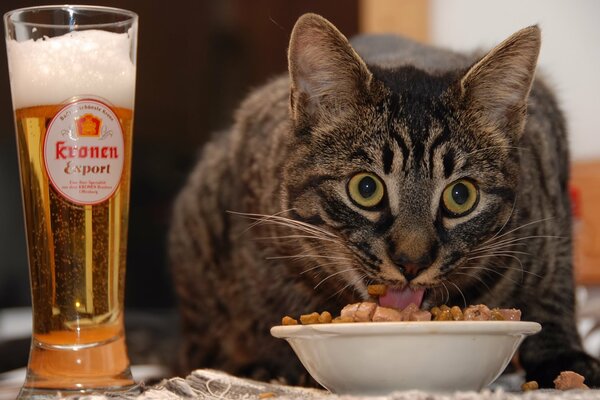 El gato come comida con cerveza